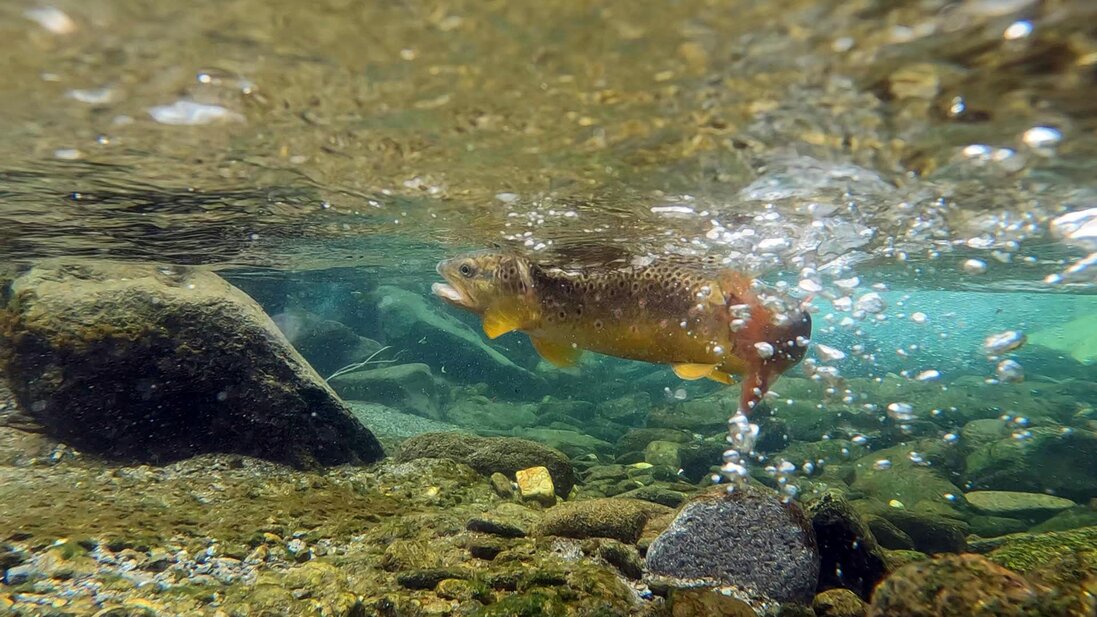 Soci che camminano lungo un torrente di montagna